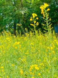 올림픽공원 들꽃마루 유채꽃 만개💛🌼