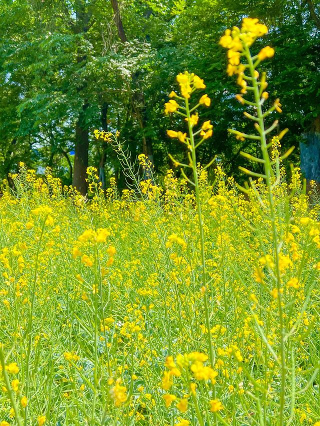 올림픽공원 들꽃마루 유채꽃 만개💛🌼