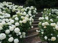 6月去東京必睇的繡球花