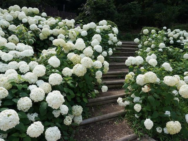 6月去東京必睇的繡球花