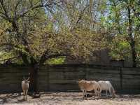 St. Louis Zoo (Red Rock Zone)