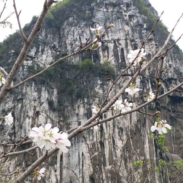 櫻花公園🌸🌸🌸