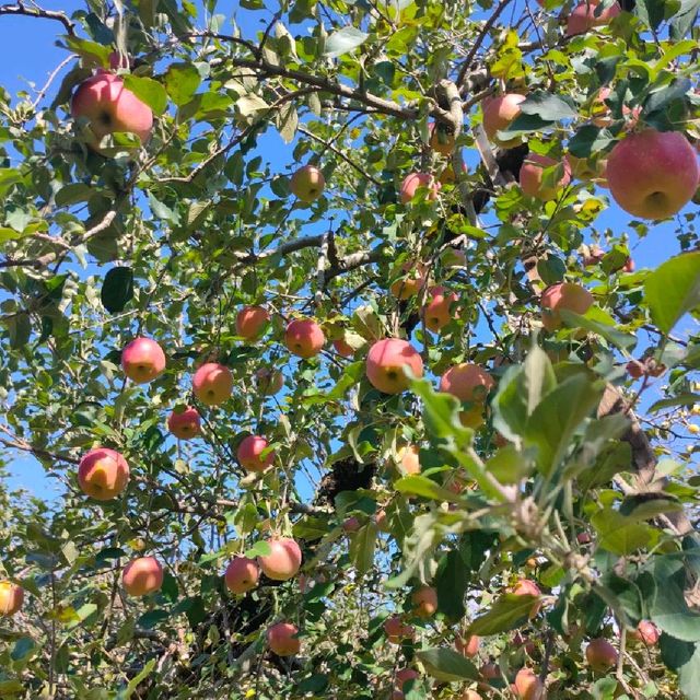 #Apple picking