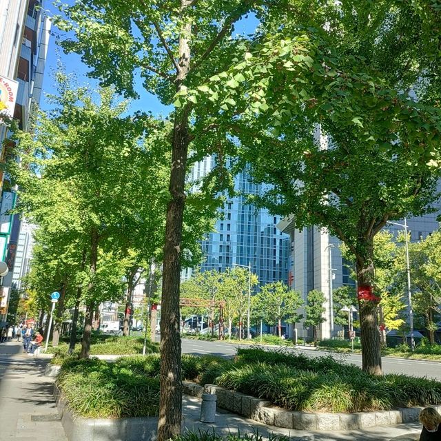 大阪！さすが御堂筋の銀杏並木