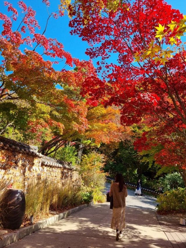 11월 여행지 추천:: 곤지암 화담숲🍁