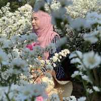 🌺 "ฮิมปิง ฟลาวเวอร์" แม่ริม เชียงใหม่🌺