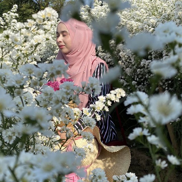 🌺 "ฮิมปิง ฟลาวเวอร์" แม่ริม เชียงใหม่🌺