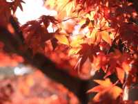 日皇的後花園 - 皇居東御苑