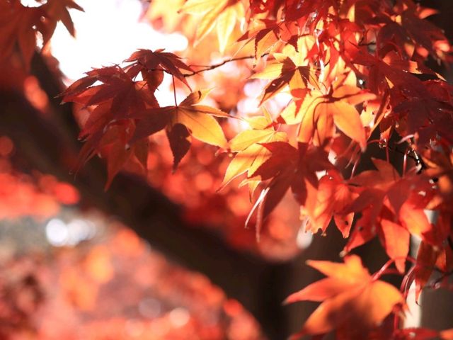日皇的後花園 - 皇居東御苑