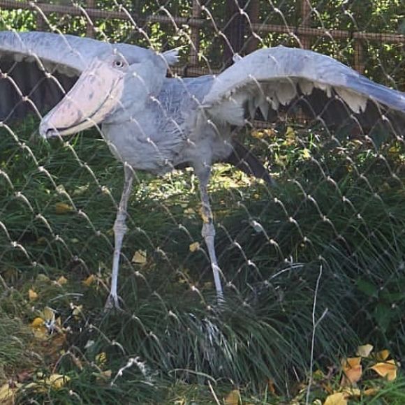 上野動物園📸️冬日遊必去兒童樂園🎠