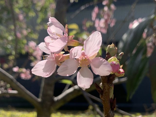 遊香港．將軍澳賞花好去處
