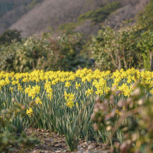 거제에서 찾은 노란색 풍경💛