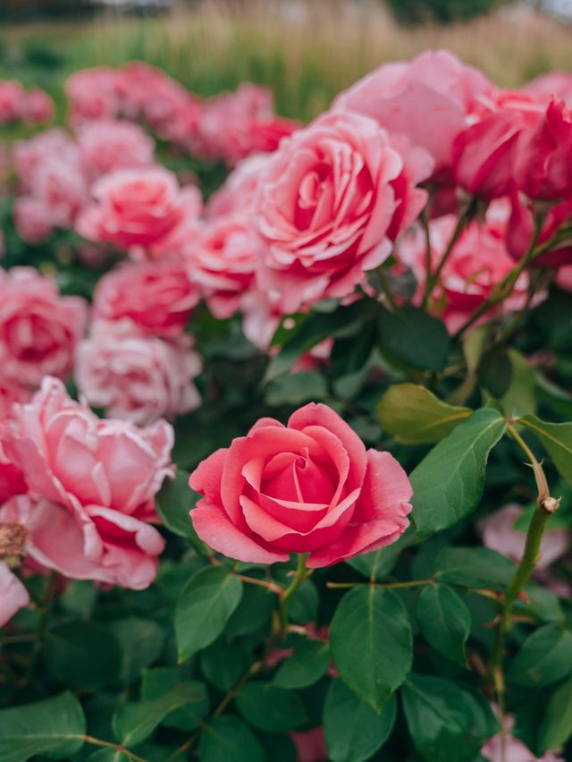 인생샷 가득 서울 장미 명소🌹