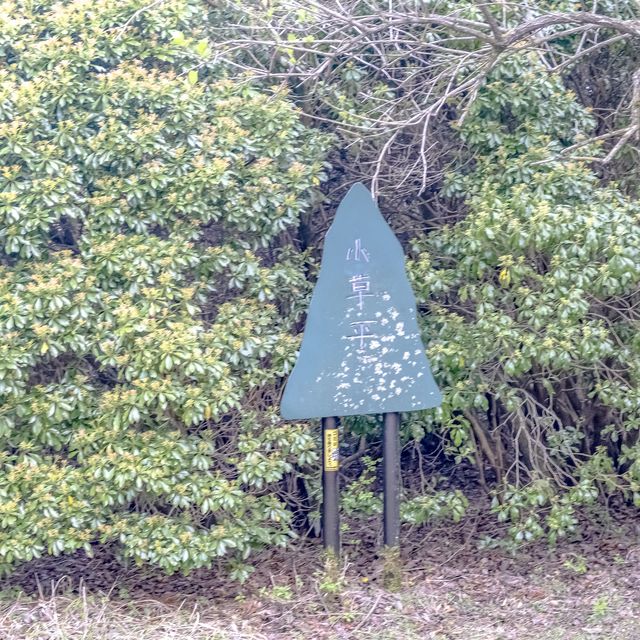 大倉尾根の木道を行く