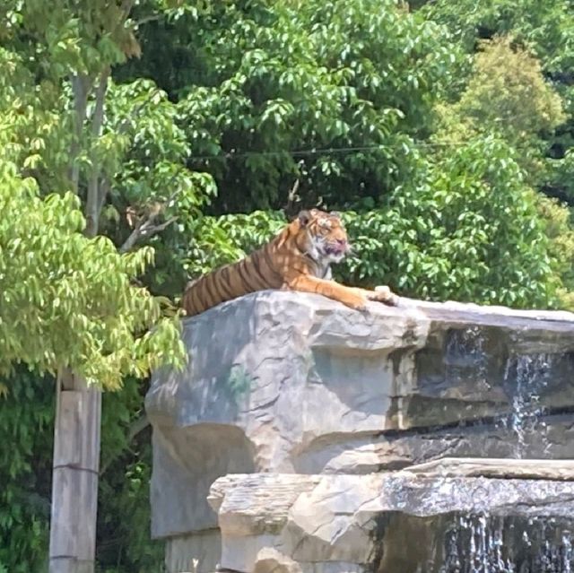 すぐ近くに野生動物！ドライブスルーサファリ　姫路セントラル・パーク