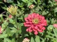 本地遊 ｜ 荔枝角公園 ｜賞花 ｜ 小百日草