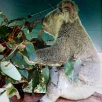 Conservation and A Zoo All In One