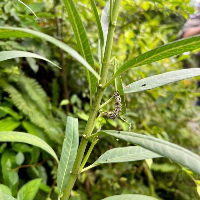 嘉道理農場嘉道理農場暨植物園 觀蝶之旅