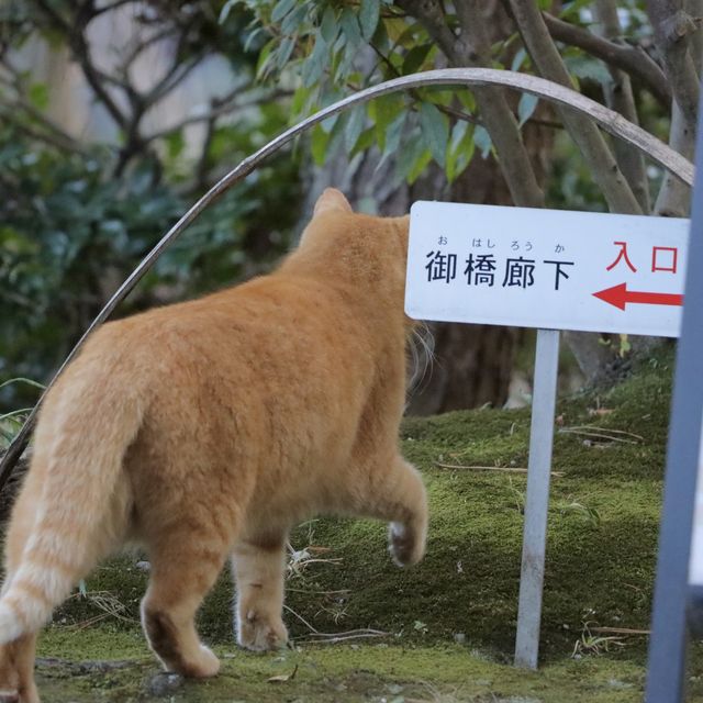 【和歌山城】自然とたわむれる公園