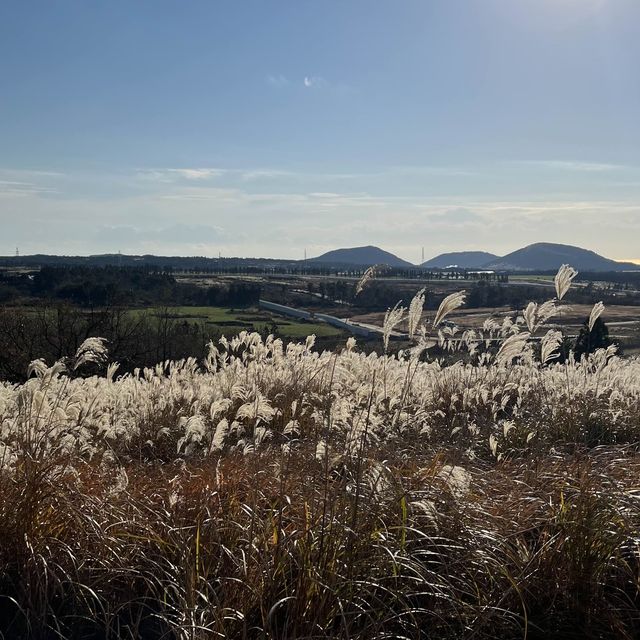 가을 제주 느끼고 싶다면 꼭 들러야 할 곳, 제주 새별오름🍂