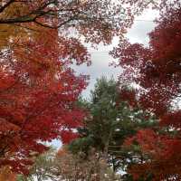 청주의 단풍 명소 청남대🍁