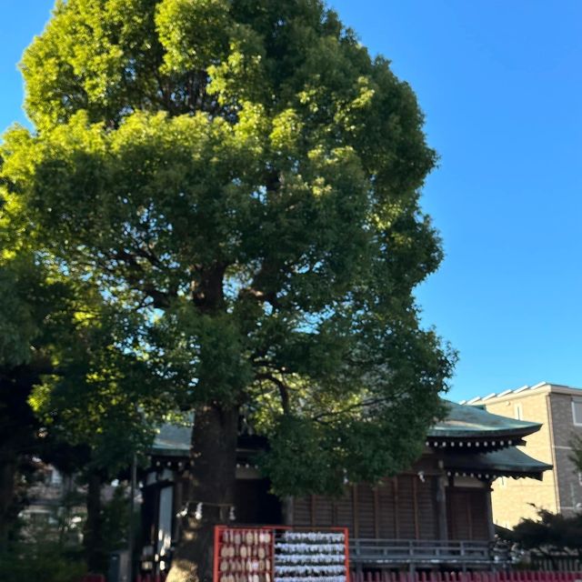 城中特別神社⛩️次守稻菏神社⛩️ 狐狸坐鎮守護😍