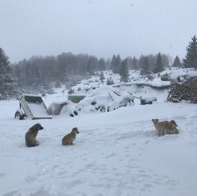 巴爾幹半島蒙特內哥羅 大雪紛飛中的意外訪客