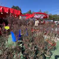 維多利亞公園行花市+欣賞「紅運𨬬頭」門牌