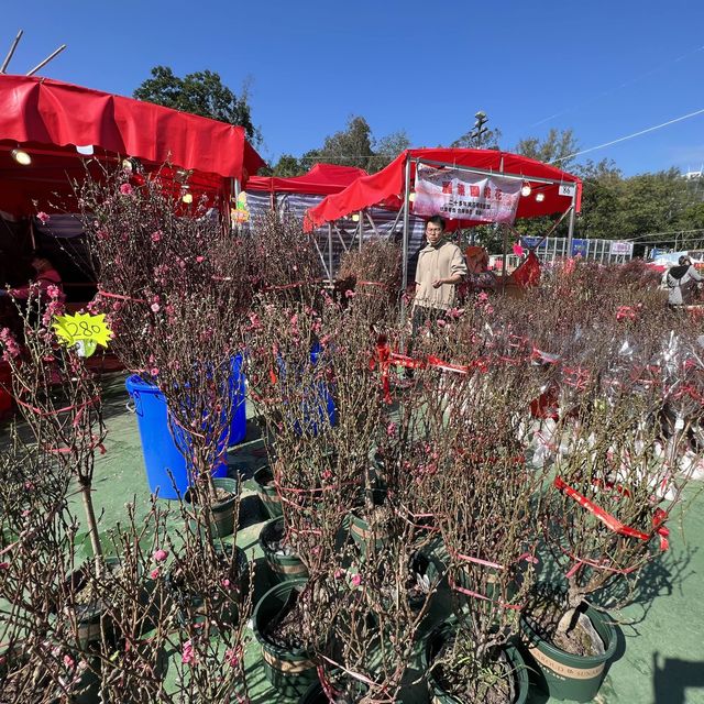 維多利亞公園行花市+欣賞「紅運𨬬頭」門牌