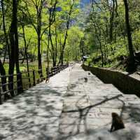 Zhangjiajie National Forest Park