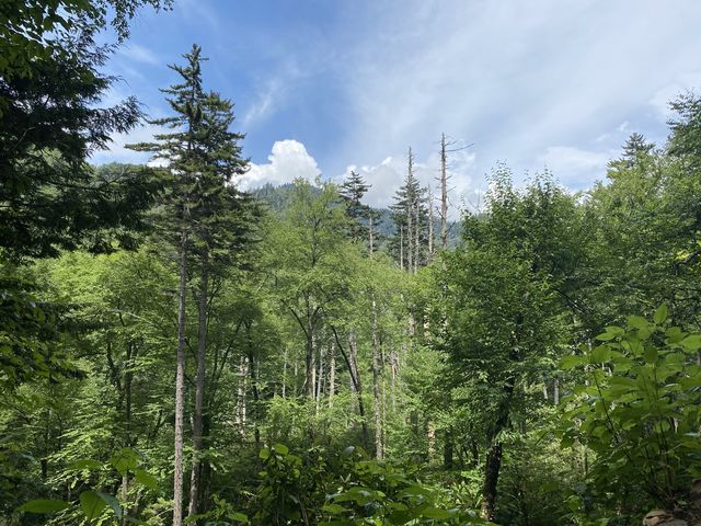 Hike to Chimney Top - Great Smokies 