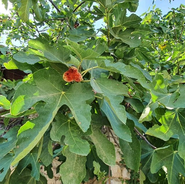 Grapes, flowers, olives and figs in Berat!