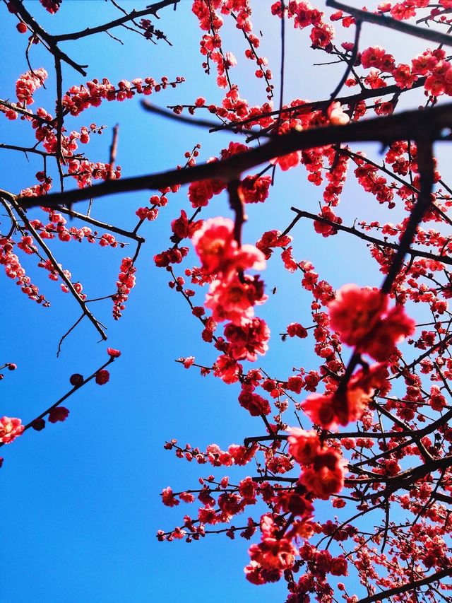 Spring spot in Hangzhou 