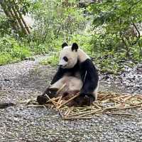 Panda lovers!!! 