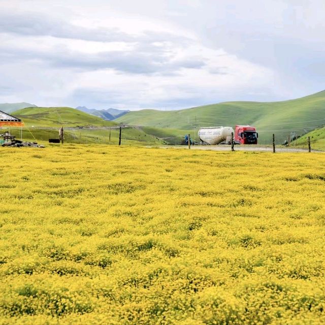Rape-Blossom on Litang Grassland in Sichuan