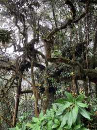 Malaysia's "The Wizard of Oz" - Kinabalu Moss Forest
