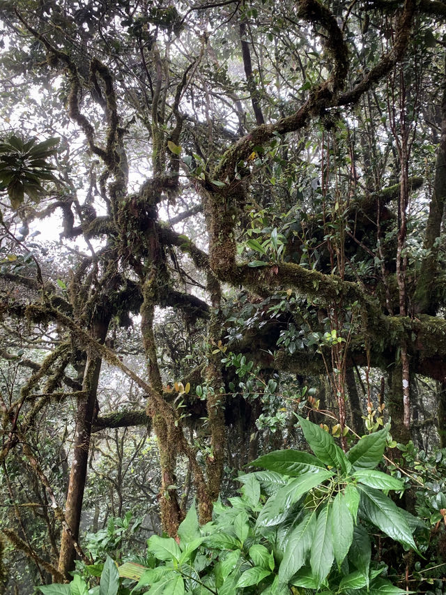 Malaysia's "The Wizard of Oz" - Kinabalu Moss Forest