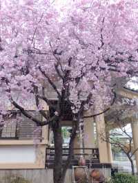 Cherry blossom season near my home.