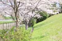 Shiga also has beautiful cherry blossoms.