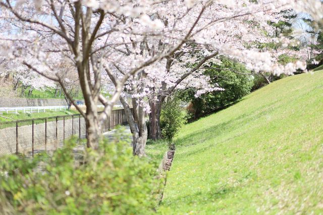 Shiga also has beautiful cherry blossoms.