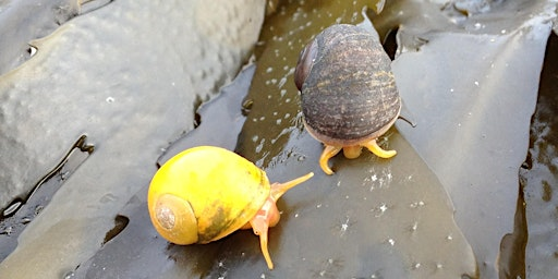Seashore Safari along the Fleet Lagoon | Fine Foundation Wild Chesil Centre