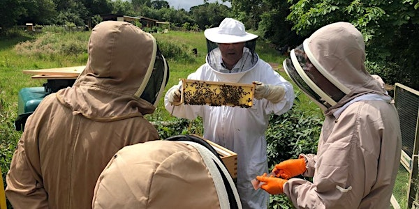 An Introduction to Beekeeping Workshop | Carlton Towers
