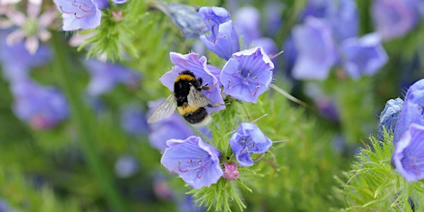 Bumblebee Education day and Bee safari | Mothecombe Gardens