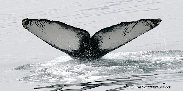 ACS-LA  Summertime  Whale Watching Adventure - 2025 | Santa Barbara Landing