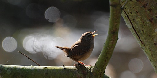 Dawn Chorus Day Walk | Lunt Meadows