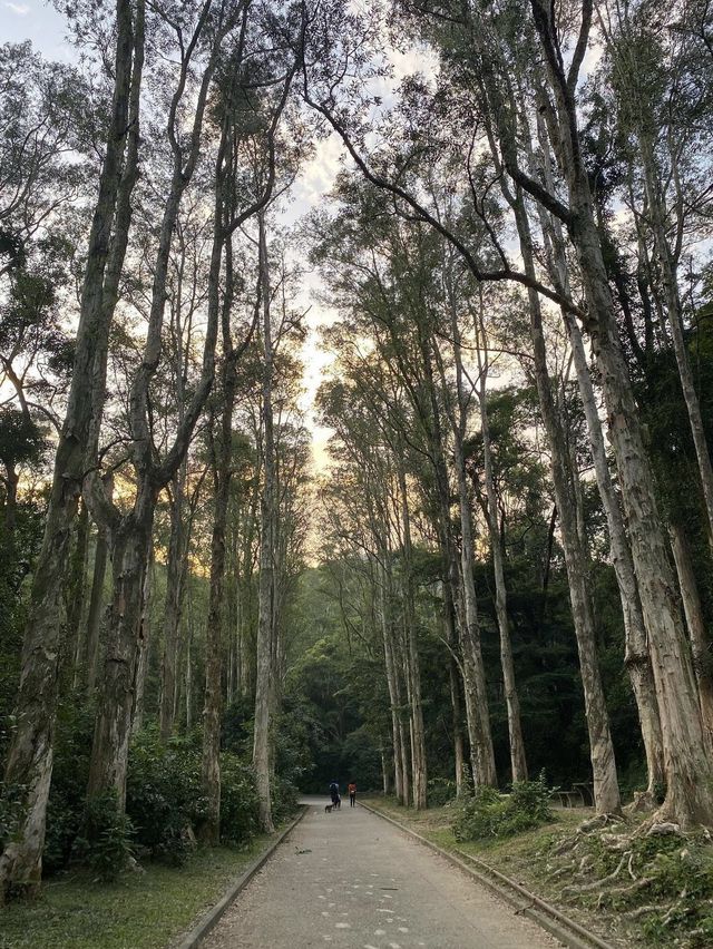 水浸白千層 水浸白千層