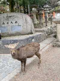 奈良県🦌世界遺産、古都奈良の文化財⛩【春日大社】