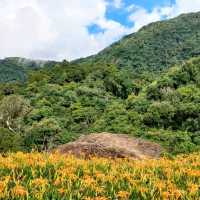 20210901赤科山千噸石龜金針花況 
