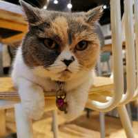 貓🐱