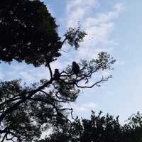 香港行山｜金山郊野公園（馬騮山）🐒🐒🐒🐒
